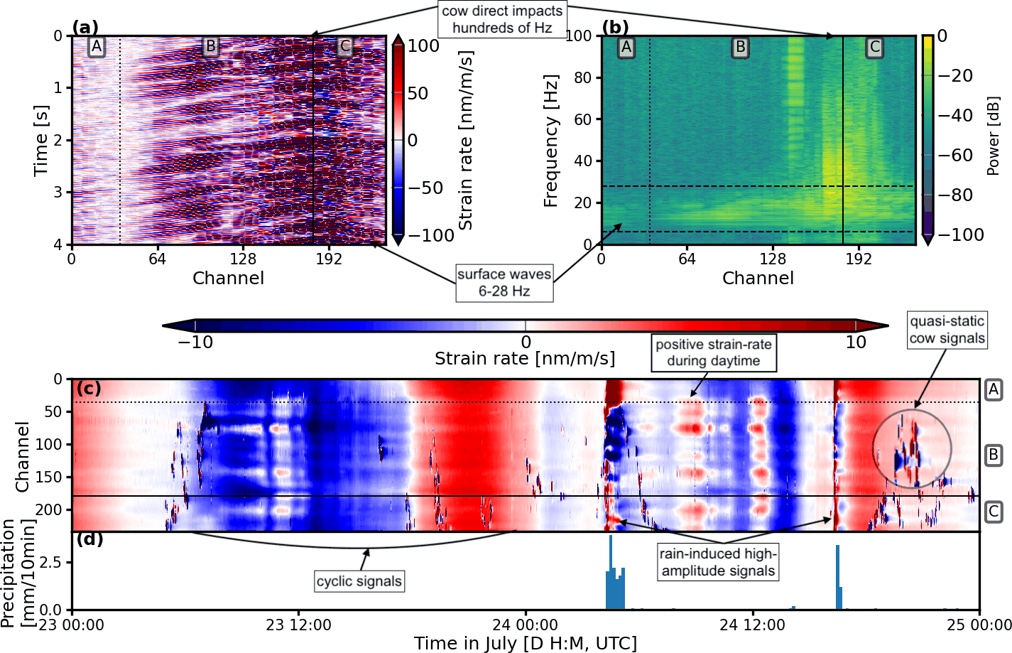 Three days of DAS strain rate on a grazed slope in Switzerland: cow ground impacts sending surface waves along the cable, their frequency content, and slower daily and rain-driven strain signals with precipitation